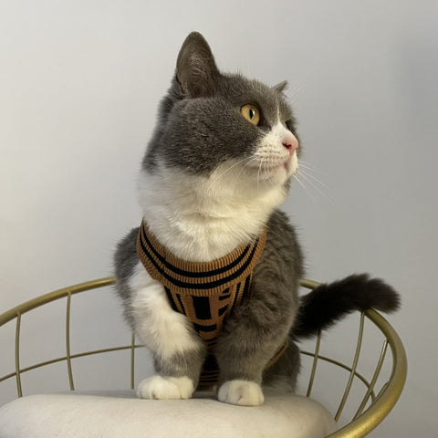 FF Stylish Doggo Sweater