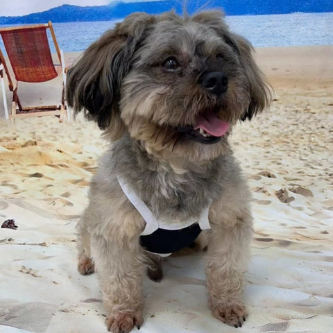CC Doggo Dress