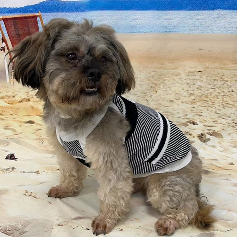 GG Hype Doggo Sweater