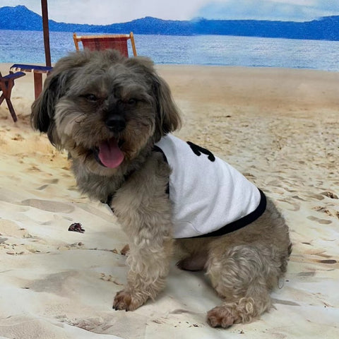CC Doggo Dress