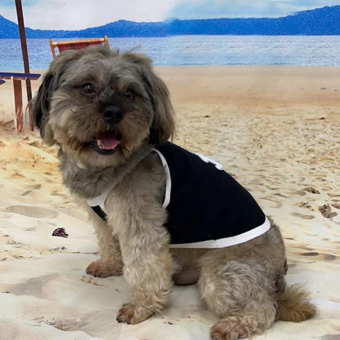 CC Doggo Dress