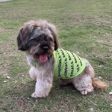Pawlenciaga Doggo Sweater
